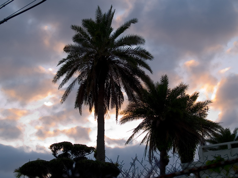 070125_03naka_palm.jpg