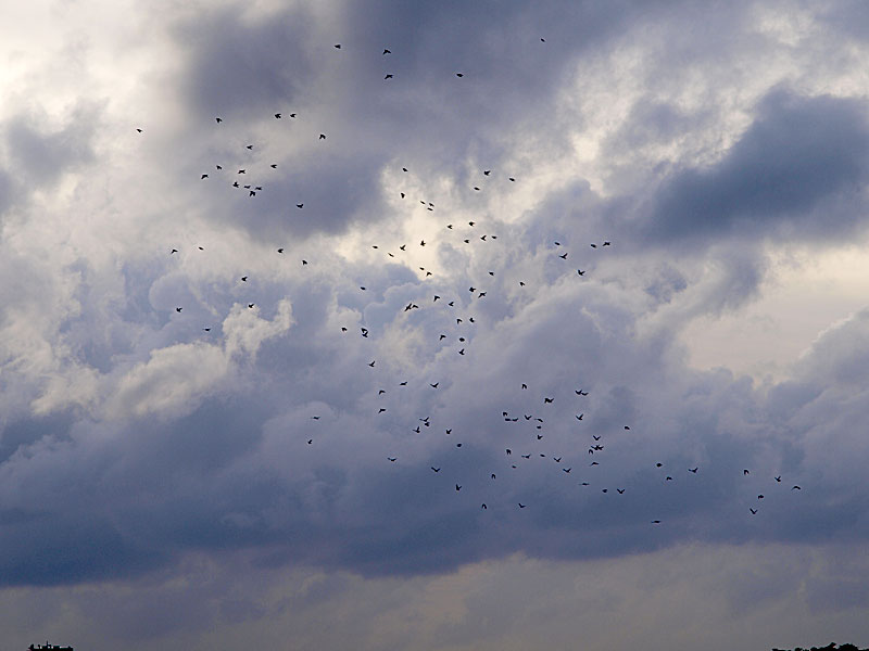 080929_04bird.jpg