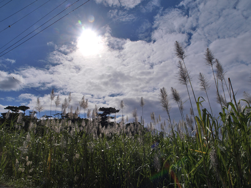 090102_09sugarcane.jpg