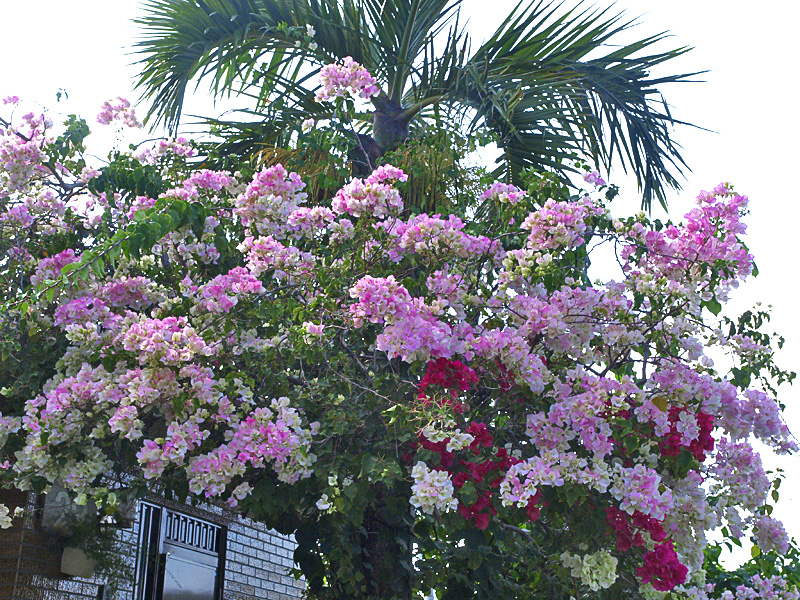 bougenbirea_w_p_palm.jpg