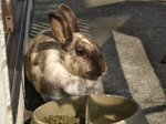 breakfast_kun080327.jpg