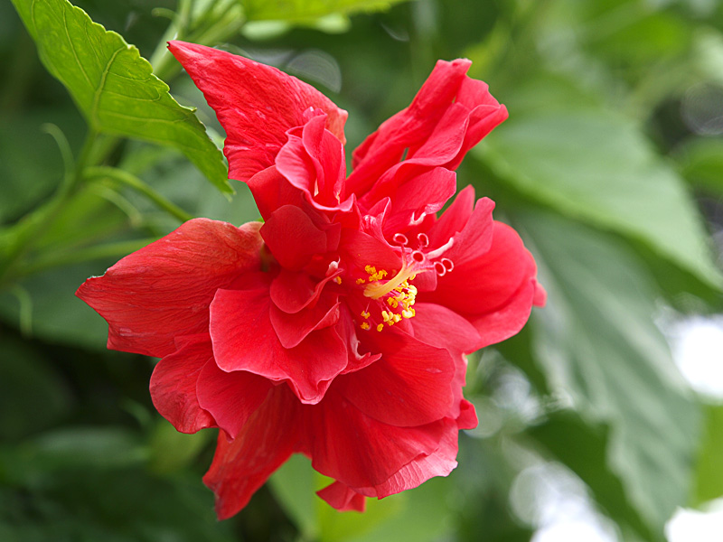 haibiscus080815.jpg