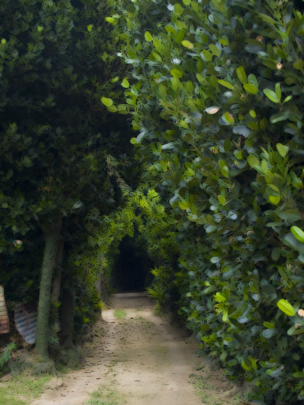 hukugi_street_g_g.jpg