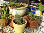 kitchen_080326.jpg