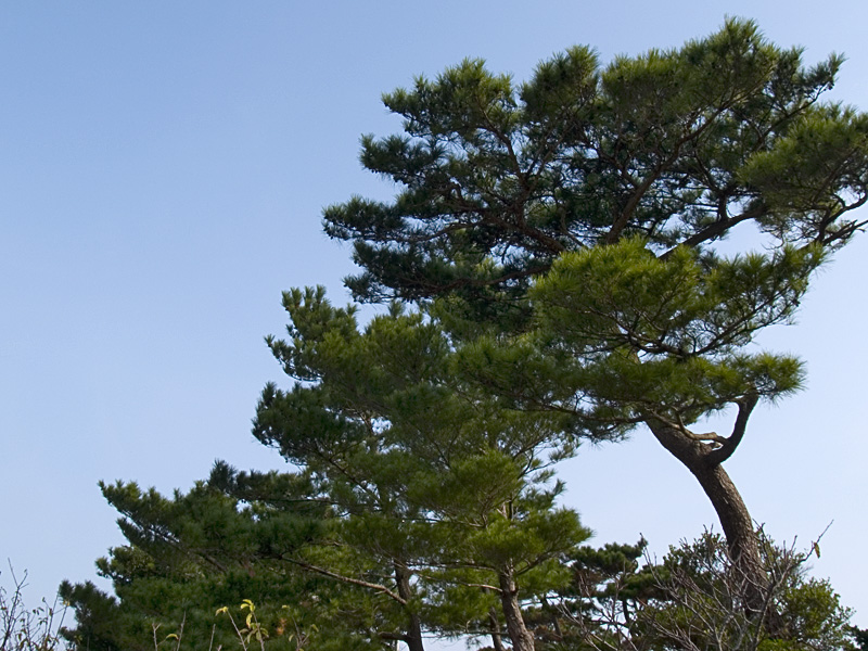 matsu_061210.jpg