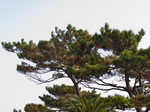 matsu_matsukui061210.jpg