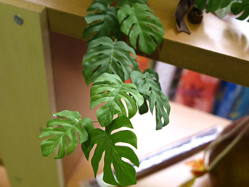 monstera_zoka_hula.jpg