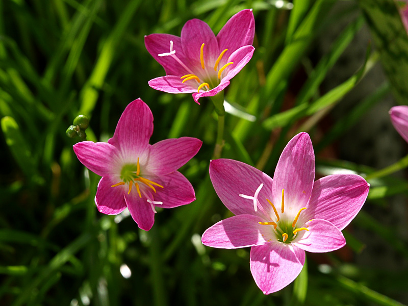 sahuranmodoki_3_g_080921.jpg