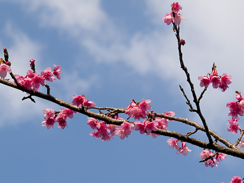sakura01_naka.jpg