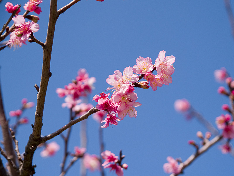 sakura01z_simasi.jpg