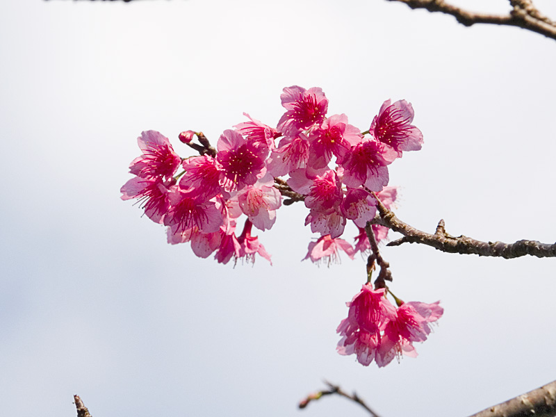 sakura03z_naka.jpg