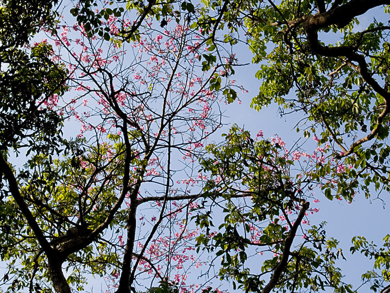 sakura05tree_naka.jpg