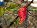 sakura_redleaf.jpg