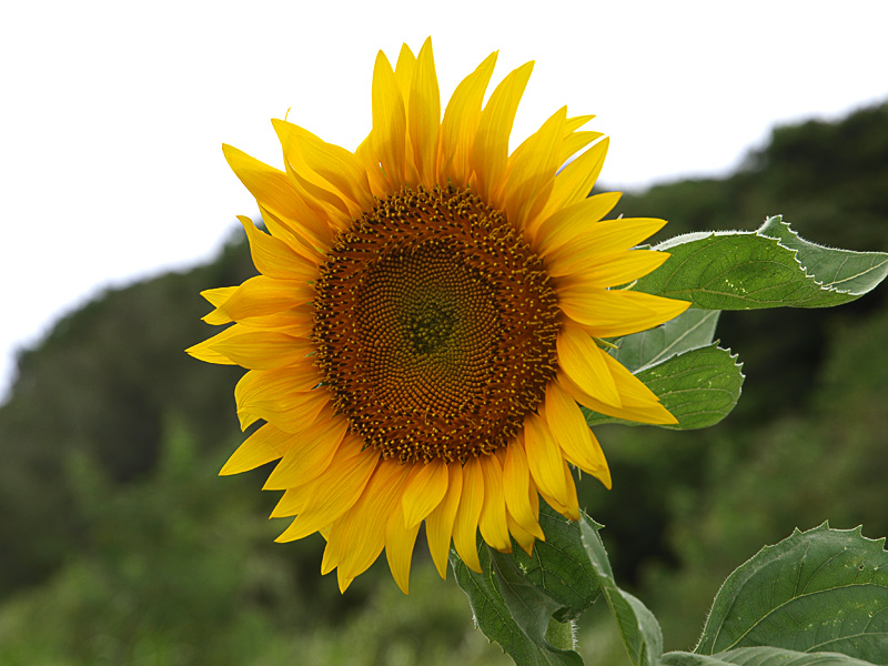 sunfl_z_kitanaka080912.jpg